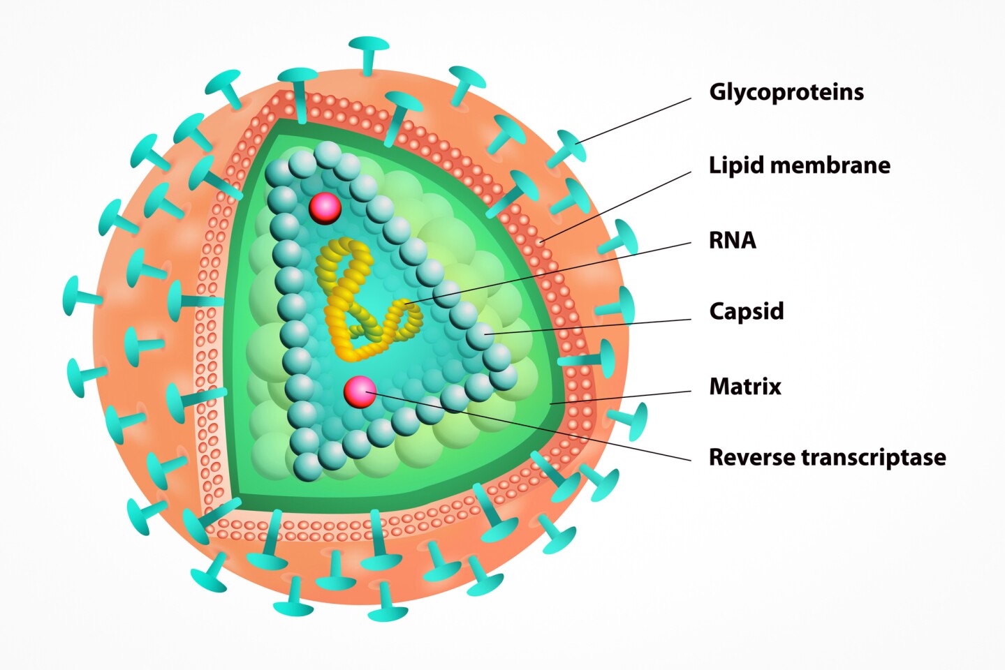Structure of the HIV virus, showing the capsid protein shell and reverse transcriptase enzyme
