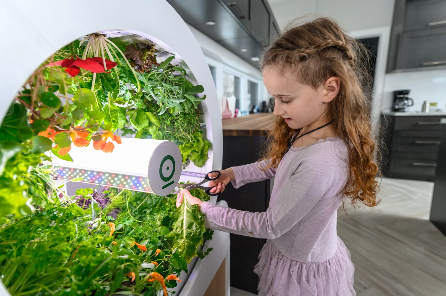 Indoor gardeners can look forward to harvesting about 30-40 days after planting