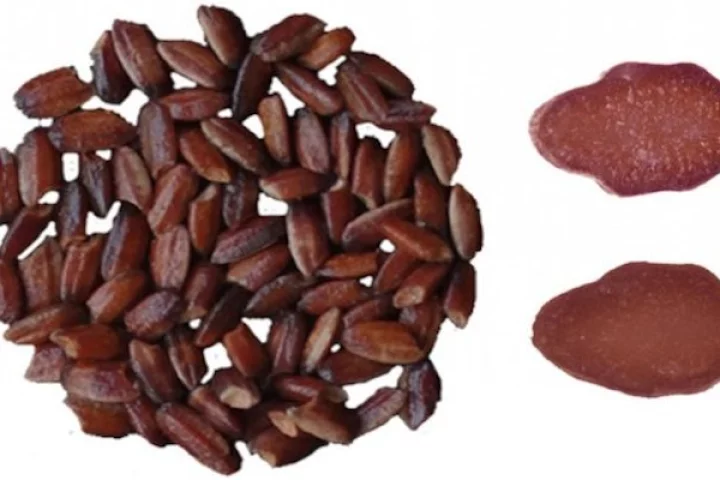 Chinese scientists have genetically engineered purple rice, which is rich in antioxidants