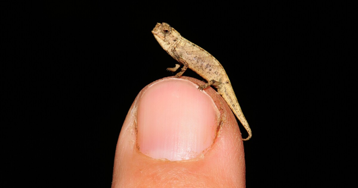 Nature's secrets: New discoveries from the animal kingdom