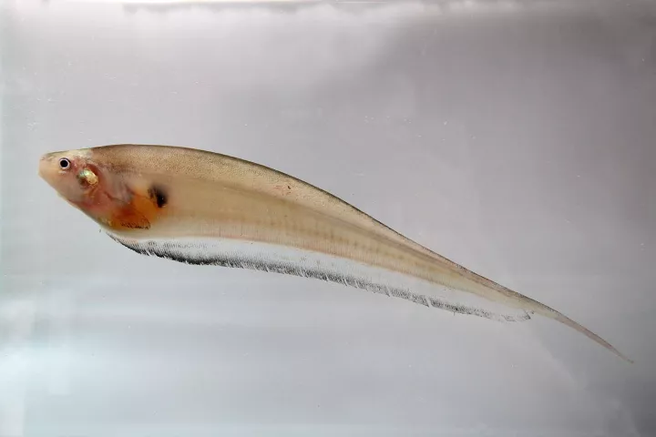 The glass knifefish, aka Eigenmannia