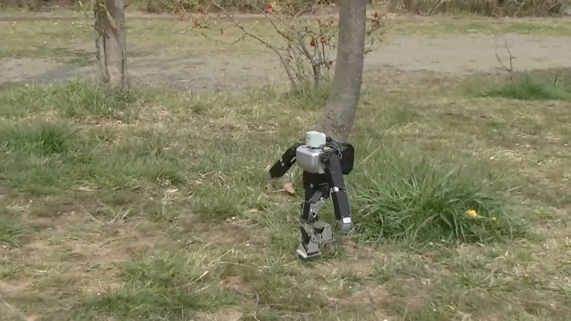 Dr. Guero's hobby robot kit balances on stilts on grass