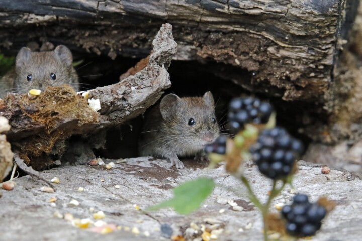 A new study unexpectedly found prairie voles genetically modified to carry no oxytocin receptors still formed strong social bonds and retained the ability to nurse offspring
