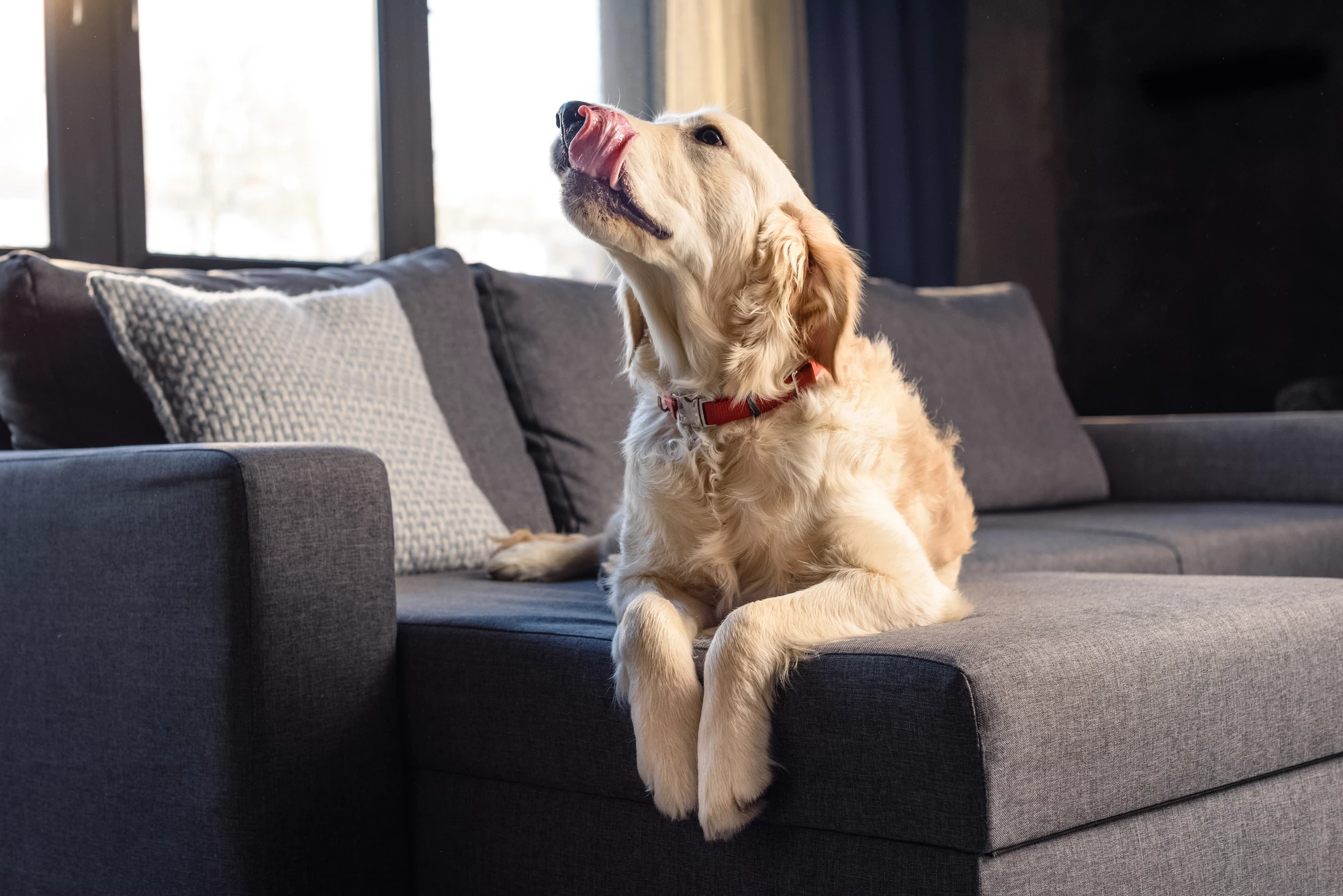 A study from the University of Helsinki has found that dogs raised in urban environments may be more fearful than dogs raised in rural areas