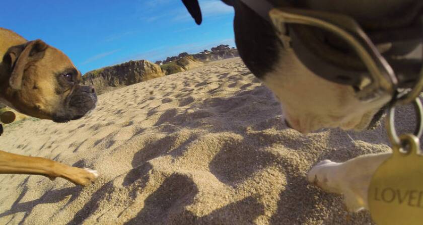 The Fetch also allows users to mount their GoPro on a dog's chest