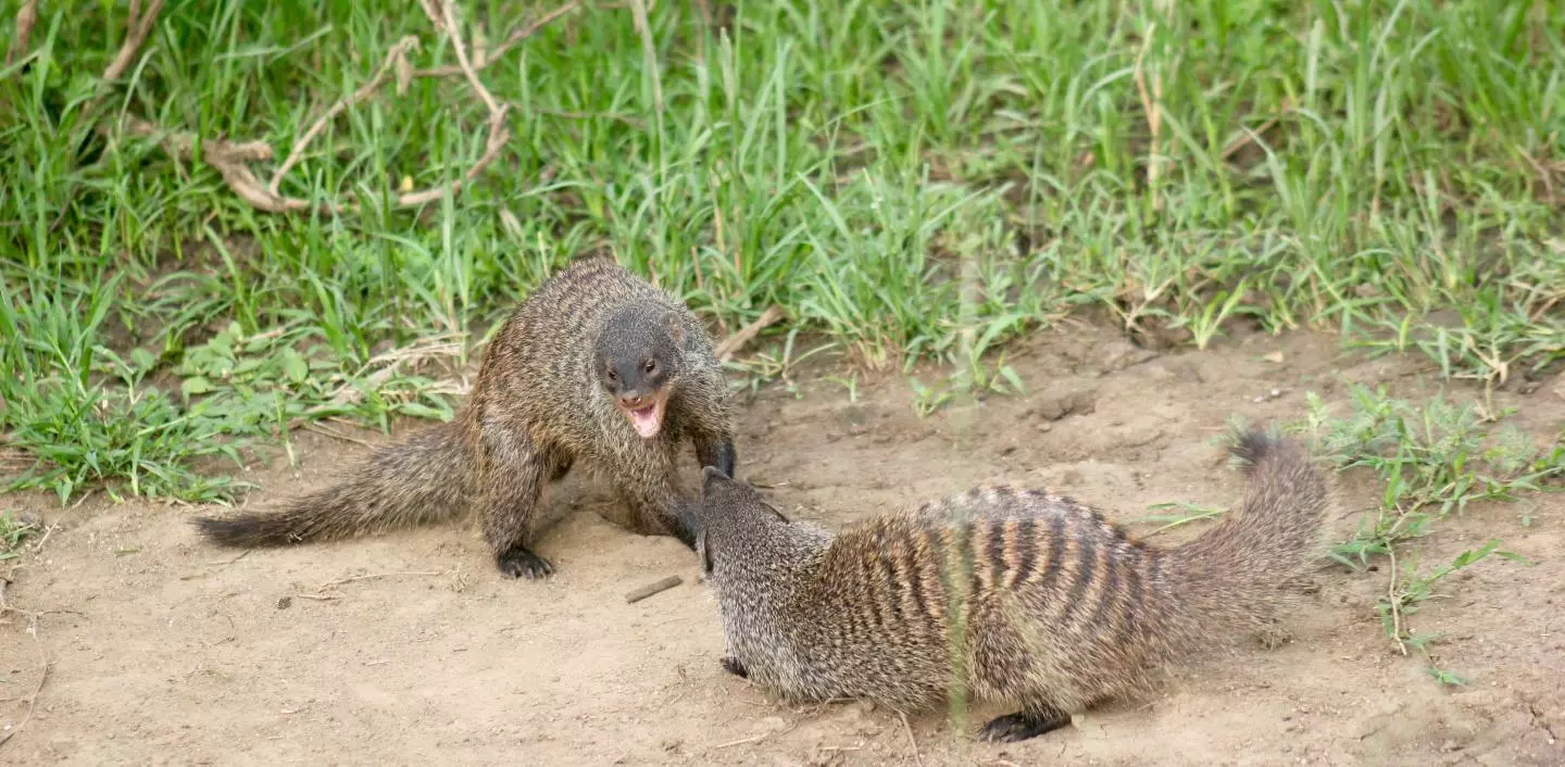 Things are definitely not pretty when it's eviction time in a banded mongoose colony
