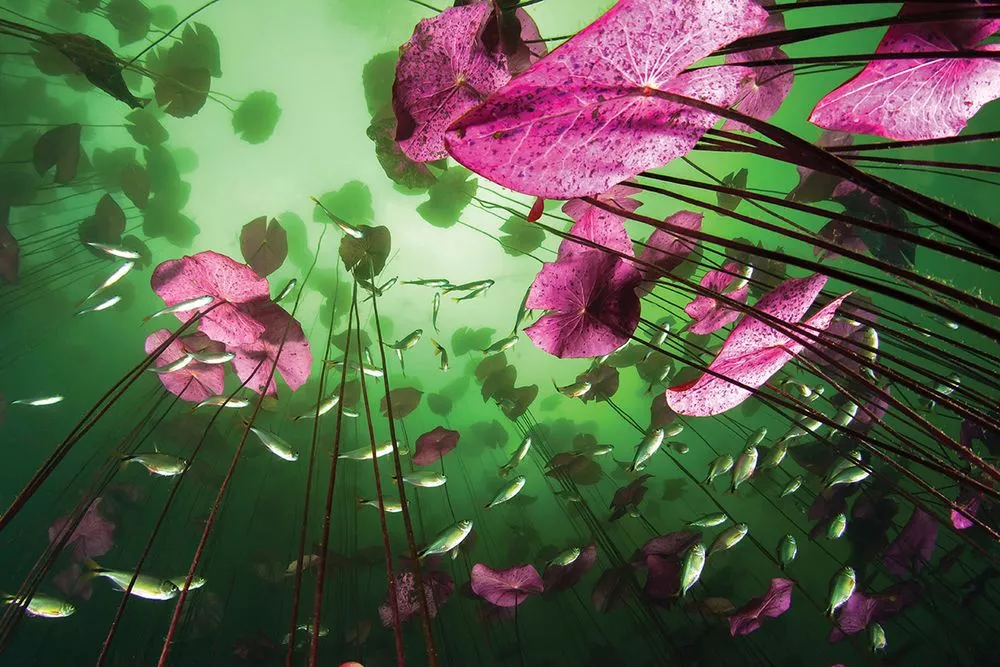 Honorable mention. Skittery silvery fish under bright pink plants from Christian Vizl