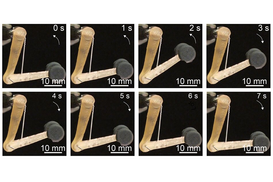 The fibers developed by the MIT team can lift 650 times their own weight, and might be used to control robotic or prosthetic limbs