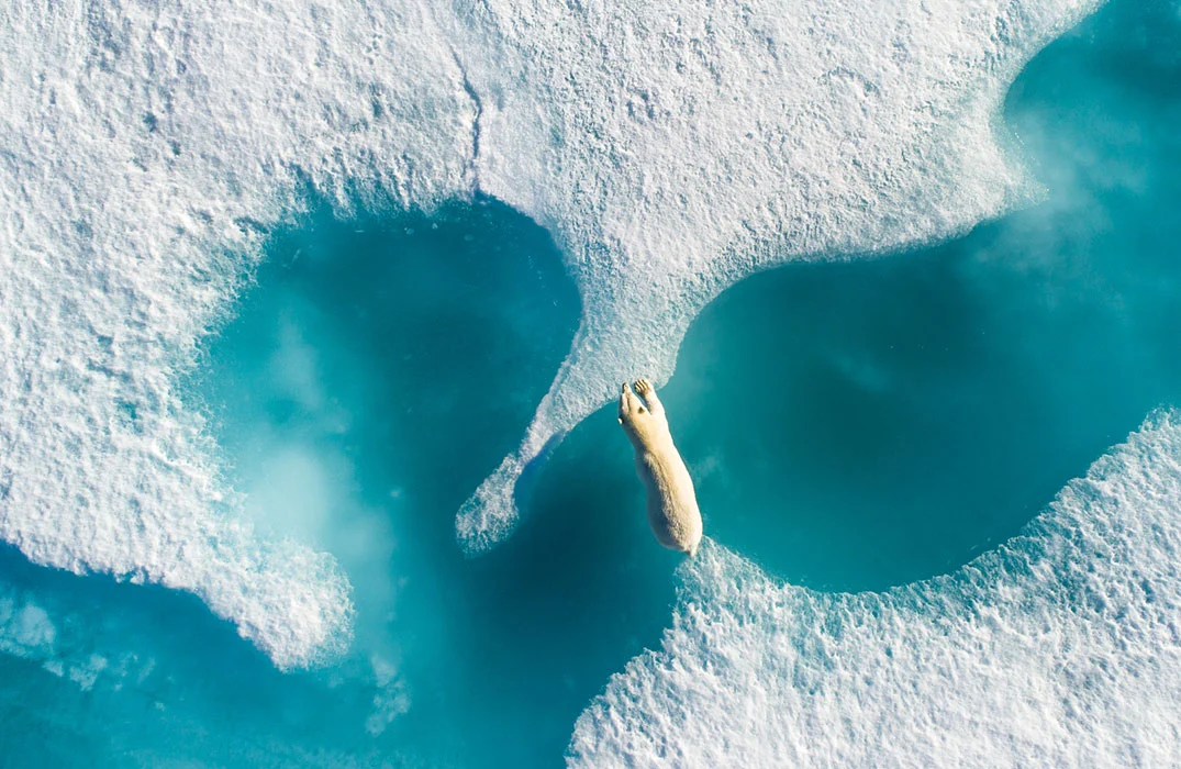 A winner in the Wildlife category, Polar Bear, taken in Nunavut in 2017