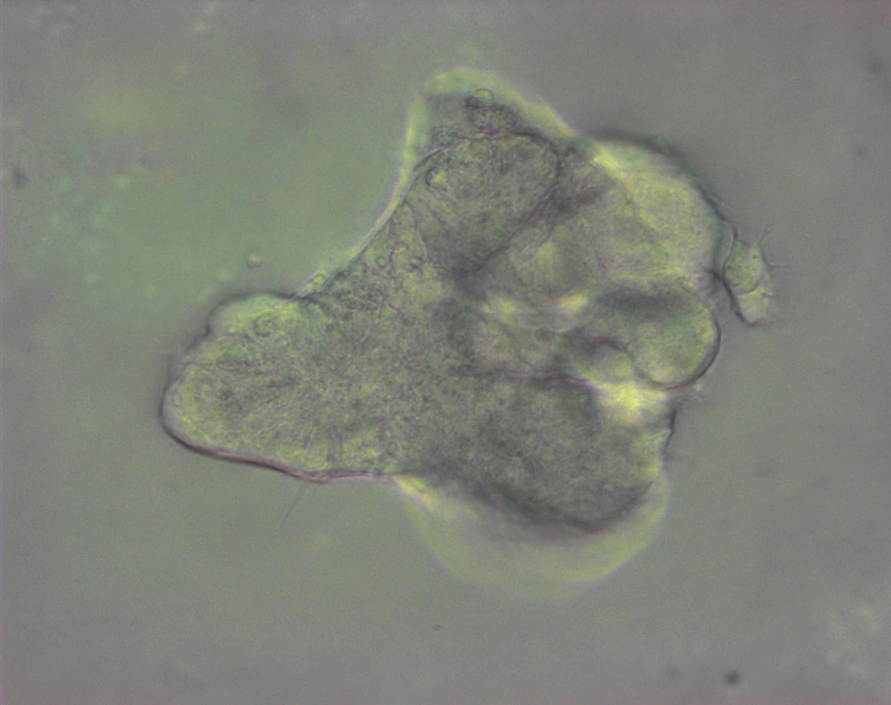 The mini-lungs could be used to test the effectiveness of potential new drugs (Photo: Nick Hannan, University of Cambridge)