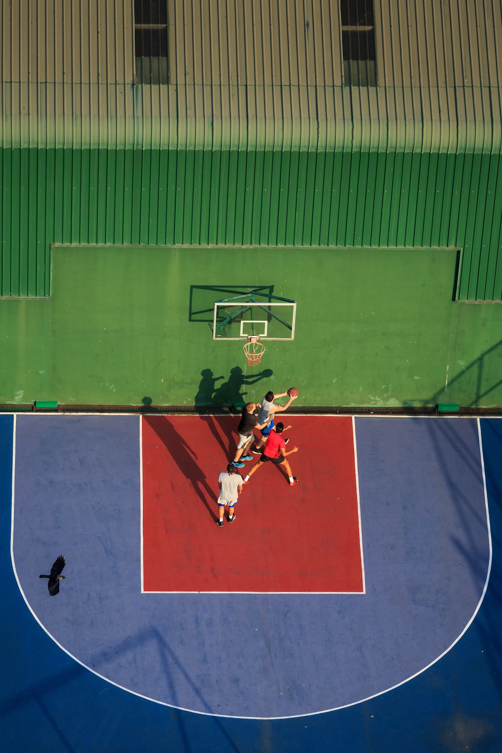Gold, Garden and Urban Birds. Photobombing a Game.