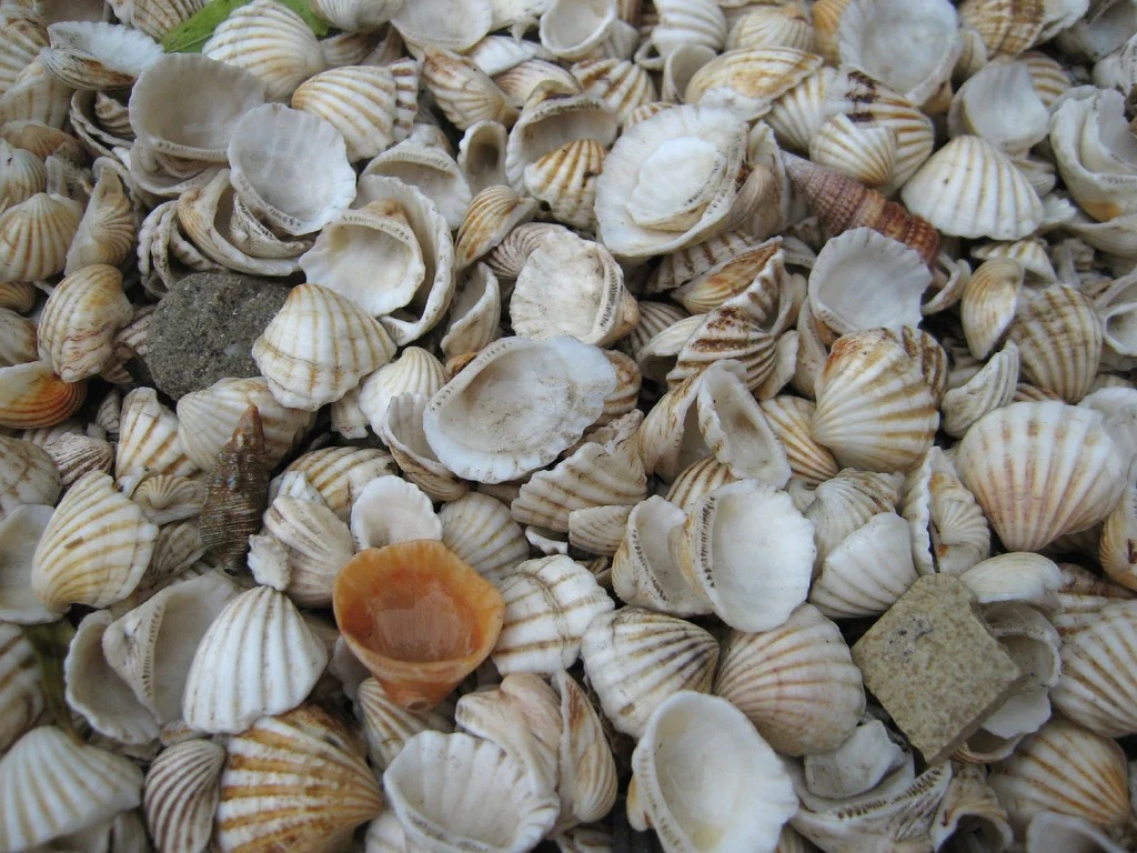 The structure of sea shells has inspired scientists to create a new material with similar qualities (Photo by seriocomico)