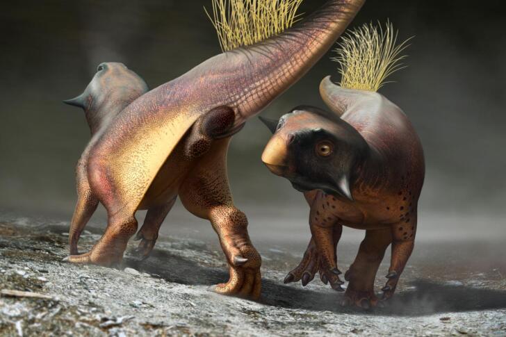 An artist's recreation of Psittacosaurus and in particular, its cloacal vent