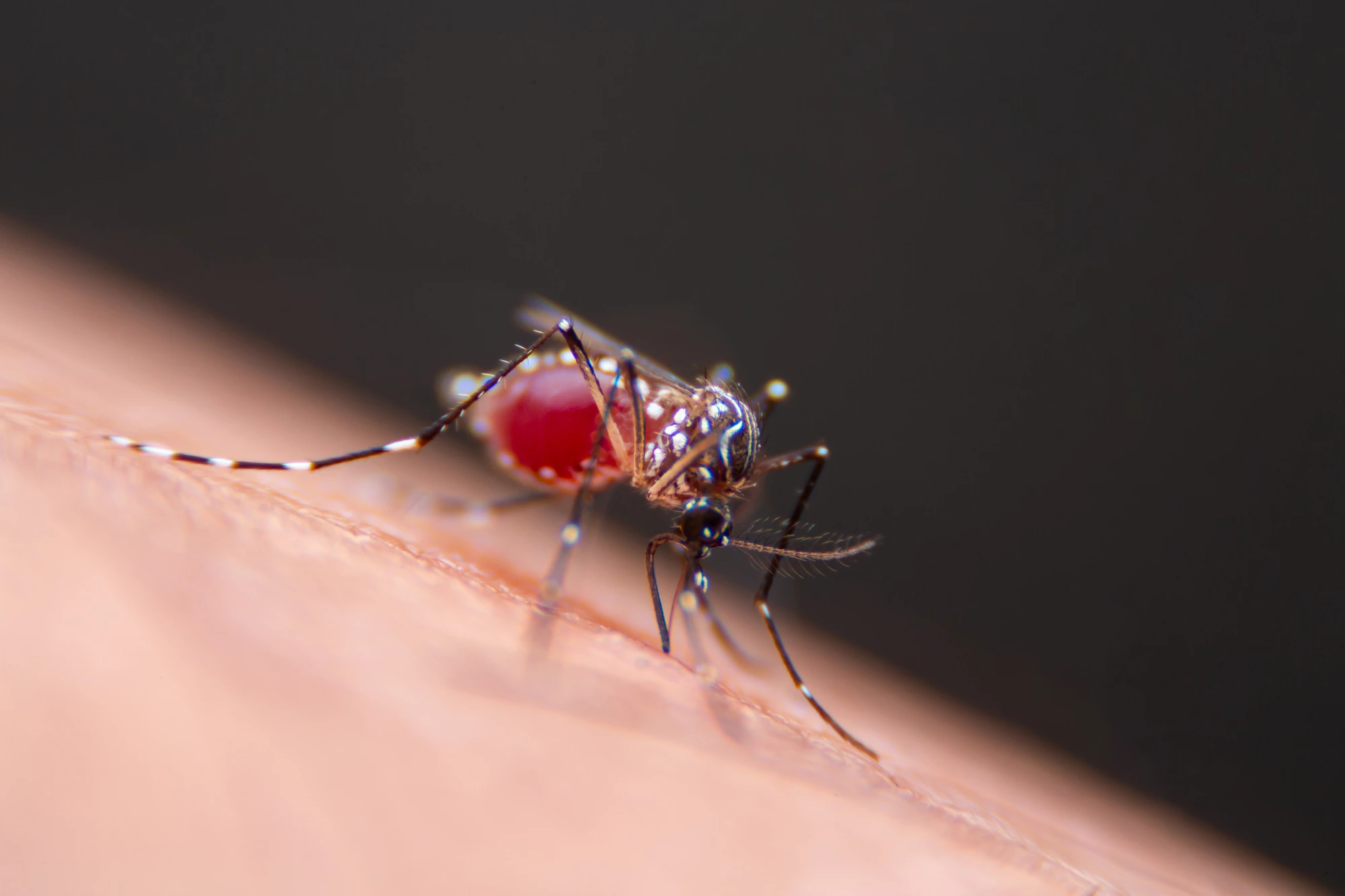 Unlike their natural counterparts, two types of genetically engineered skin bacteria don't produce a mosquito-attracting form of lactic acid