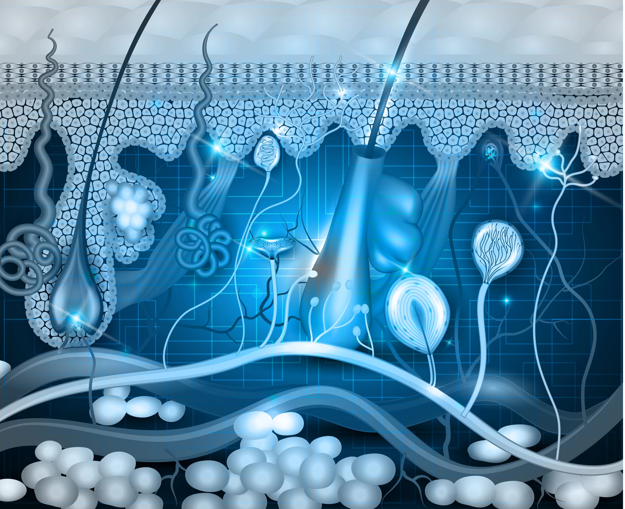 Scientists have discovered a new way to rejuvenate aging skin cells while retaining some of their specialized functions