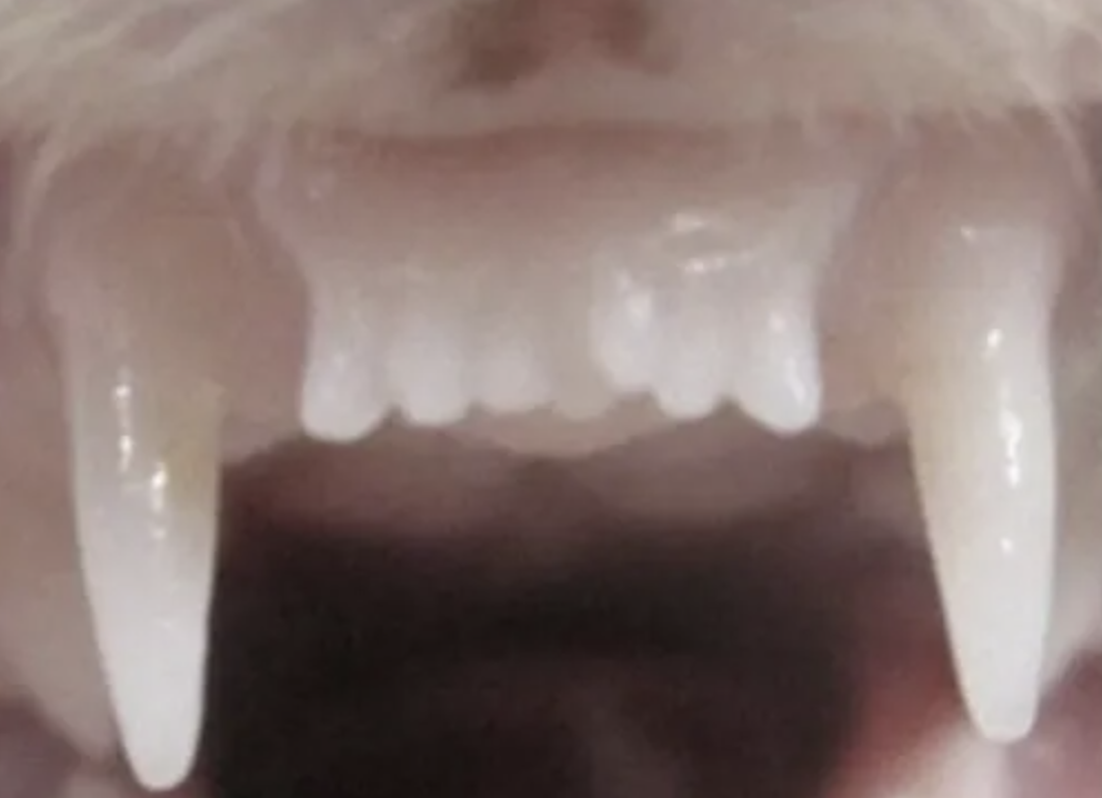 In the ferret study, the drug resulted in the growth of a new tooth (fourth from left), and it also strengthened bone in the existing set