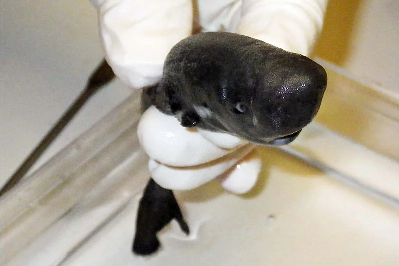 Among other things, it was found that the American Pocket Shark has fewer vertebrae than its East Pacific counterpart, plus much of its body is covered in light-producing photophores