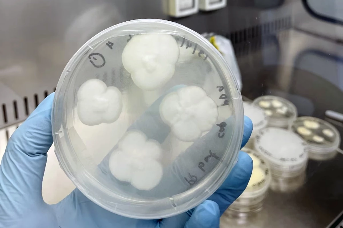 Engyodontium album fungi in a Petri dish – it's one of two fungi that researchers have found can degrade pre-treated polypropylene