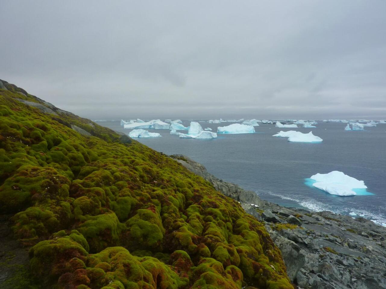 Researchers from the University of Exeter have taken core samples from moss banks in Antarctica, such as this one on Green Island, and found that biological activity has ramped up over the last 50 years