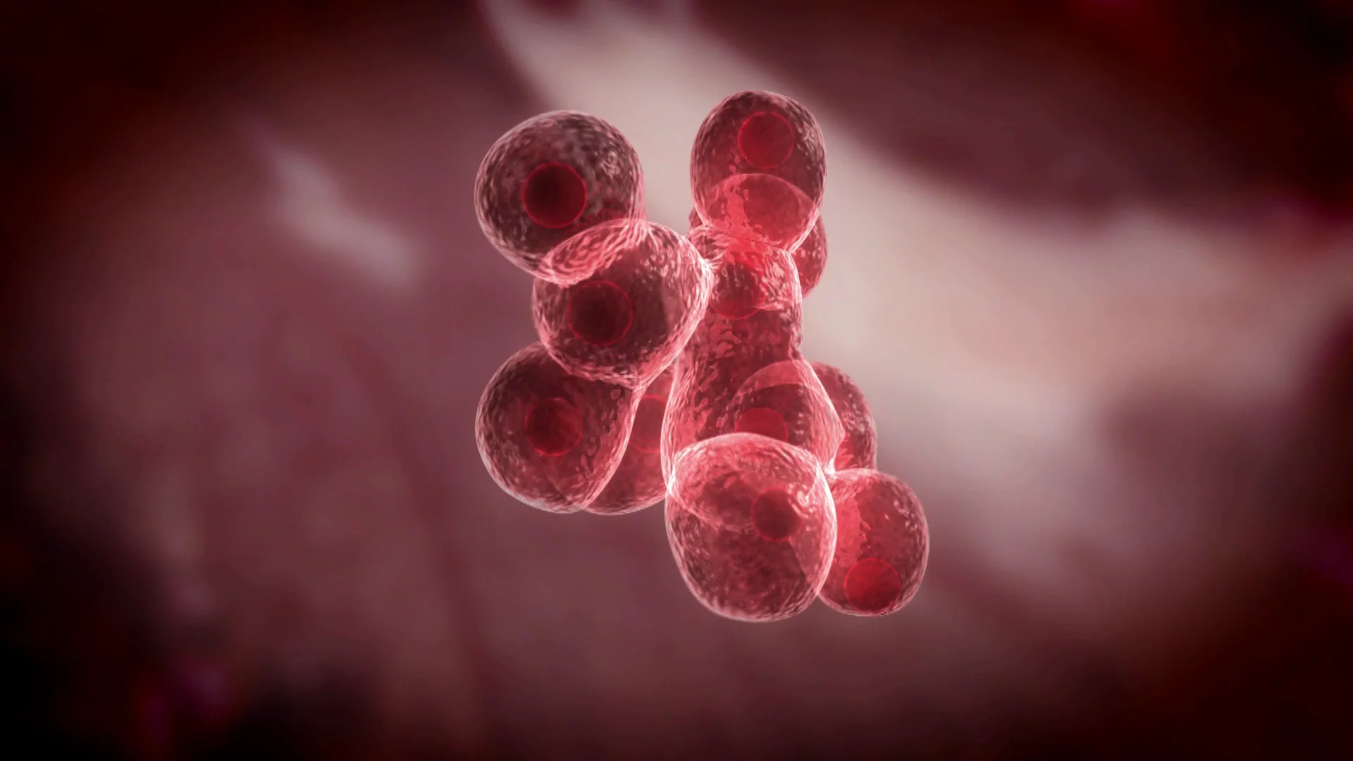 Representative image of beef cells multiplying