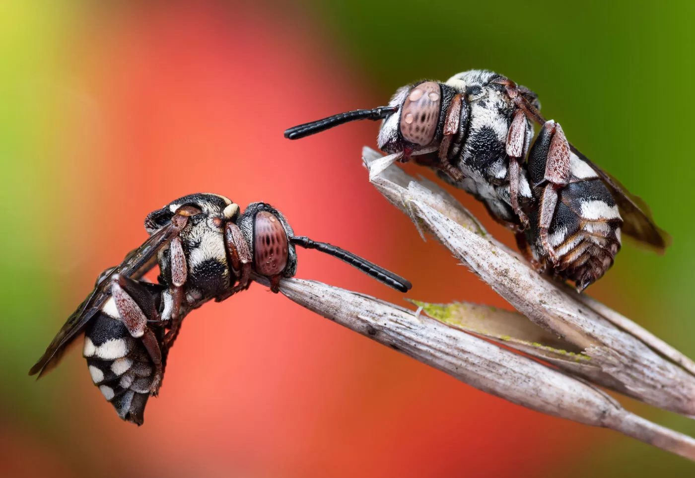 "Sleeping cuckoos" – black-thighed Cellophane-cuckoo bees (Epeolus variegatus) by Luke Chambers (UK)