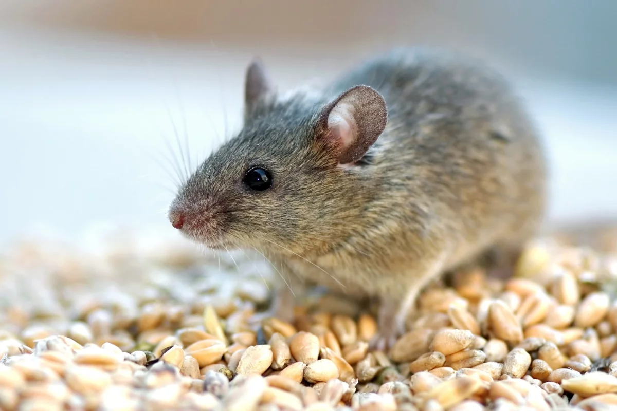 The lifespan of older mice was extended when a protein called eNAMPT was isolated from the blood of young mice