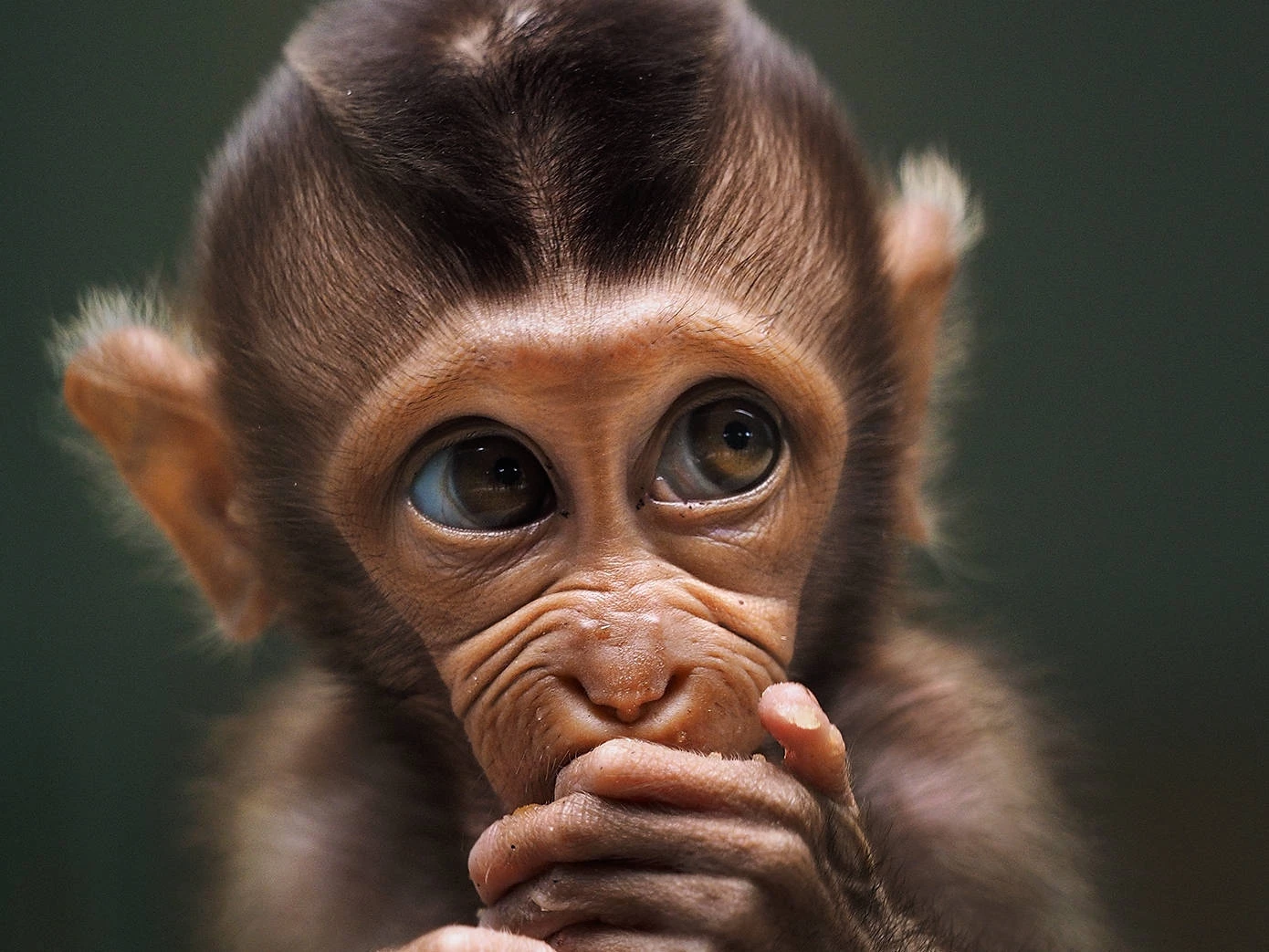 Agora's best wildlife photography. 'Baby monkey' by @prabuds (Indonesia)