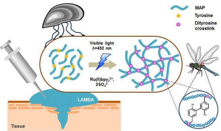 The team found that when they took mussel proteins chock-full of tyrosines and exposed them to blue visible light, the photochemical reaction saw them instantly pair up to form these tyrosine intersections