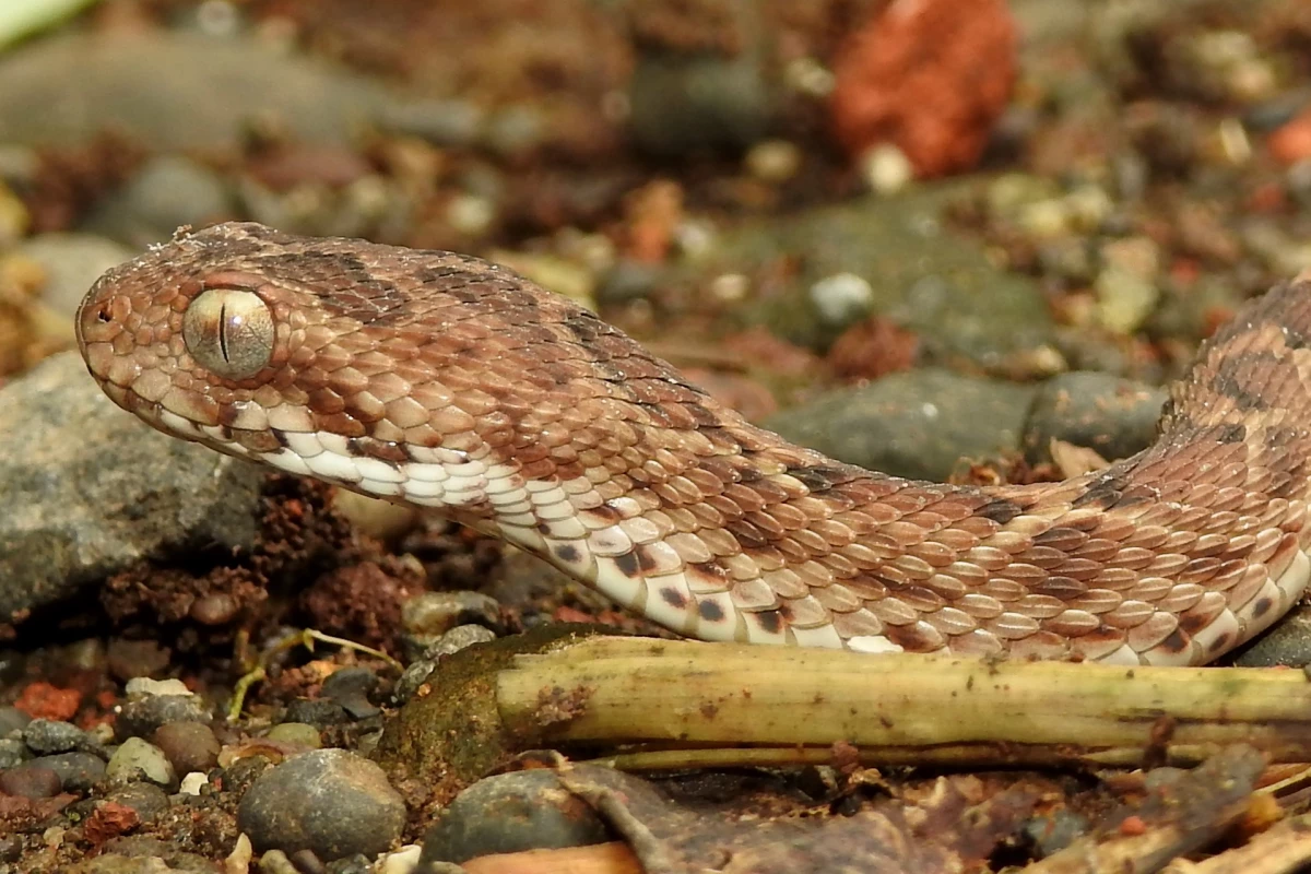Echis carinatus, found mainly in India, is a member of the highly-venomous saw-scaled viper genus