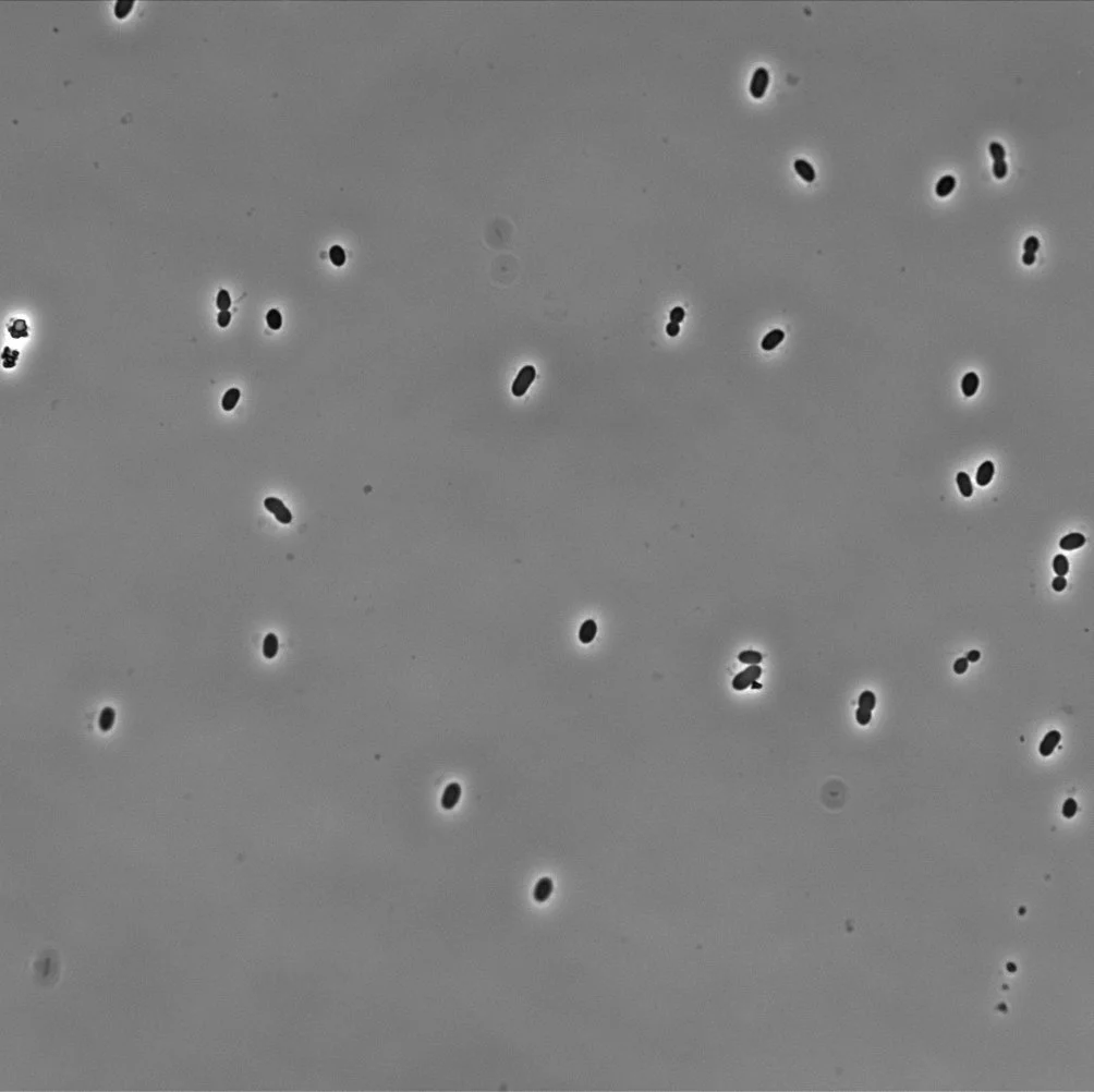 Zymomonas mobilis bacterium uses nitrogen gas to help produce cleaner, more abundant bioethanol (Photo: Indiana University)