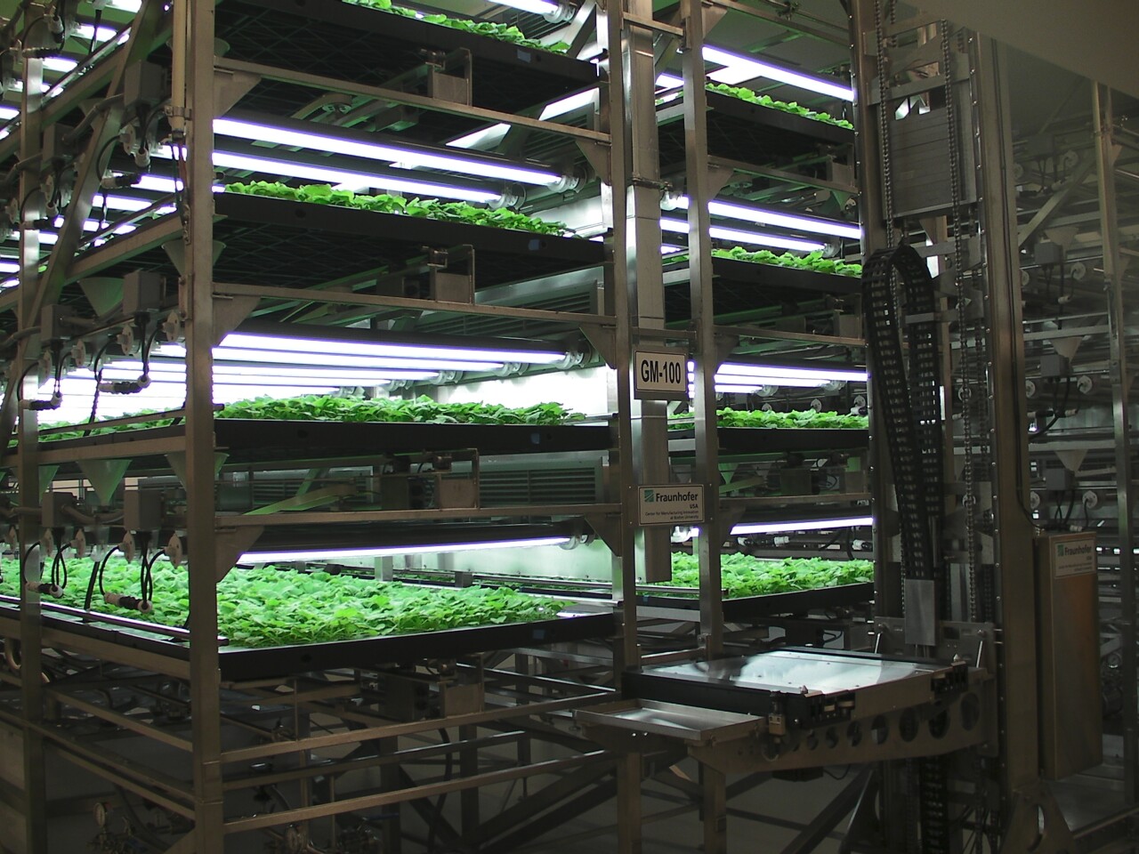 Tobacco plants used in the Blue Angel program