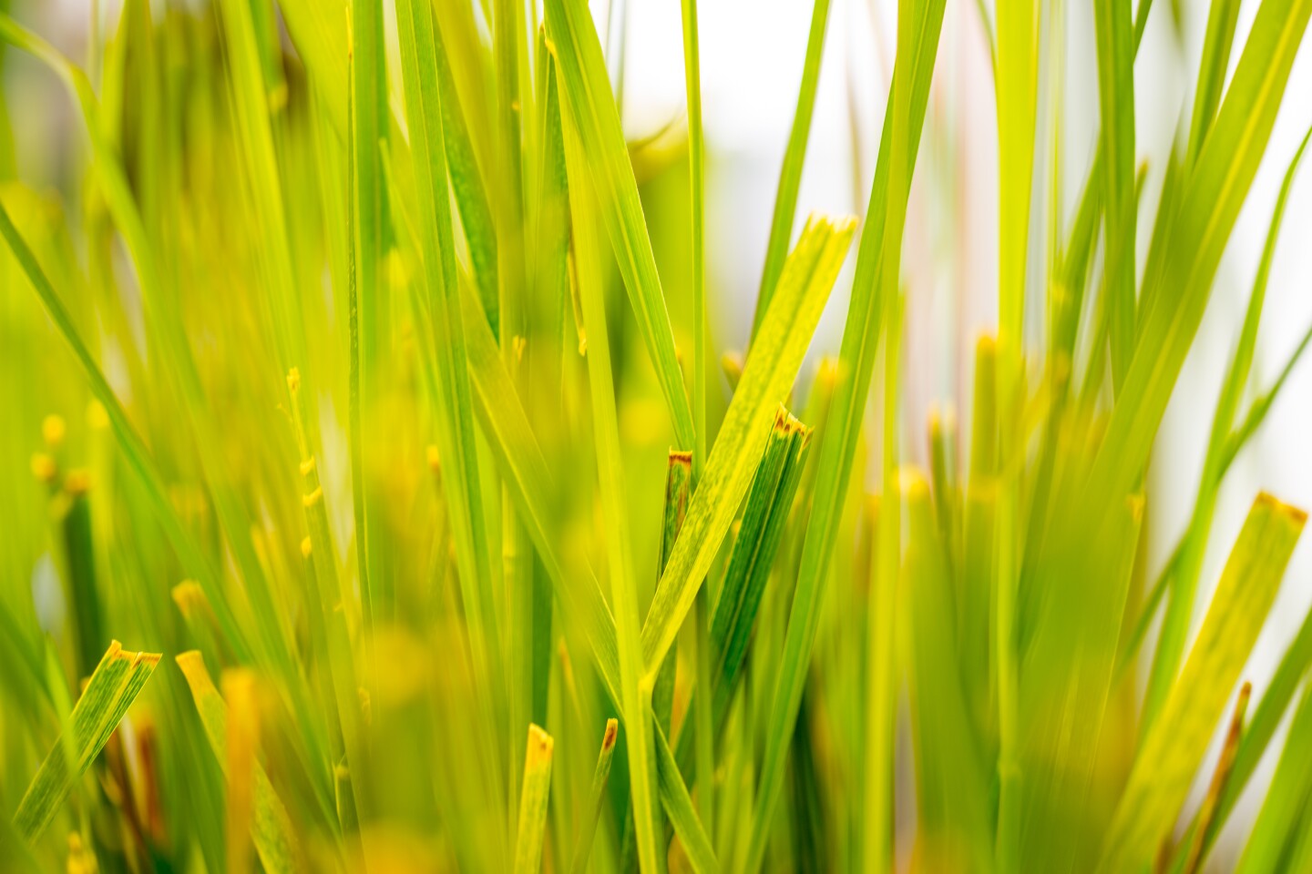 In lab tests, the resulting plants were shown to be capable of drawing all of the RDX up out of simulated soil within two weeks