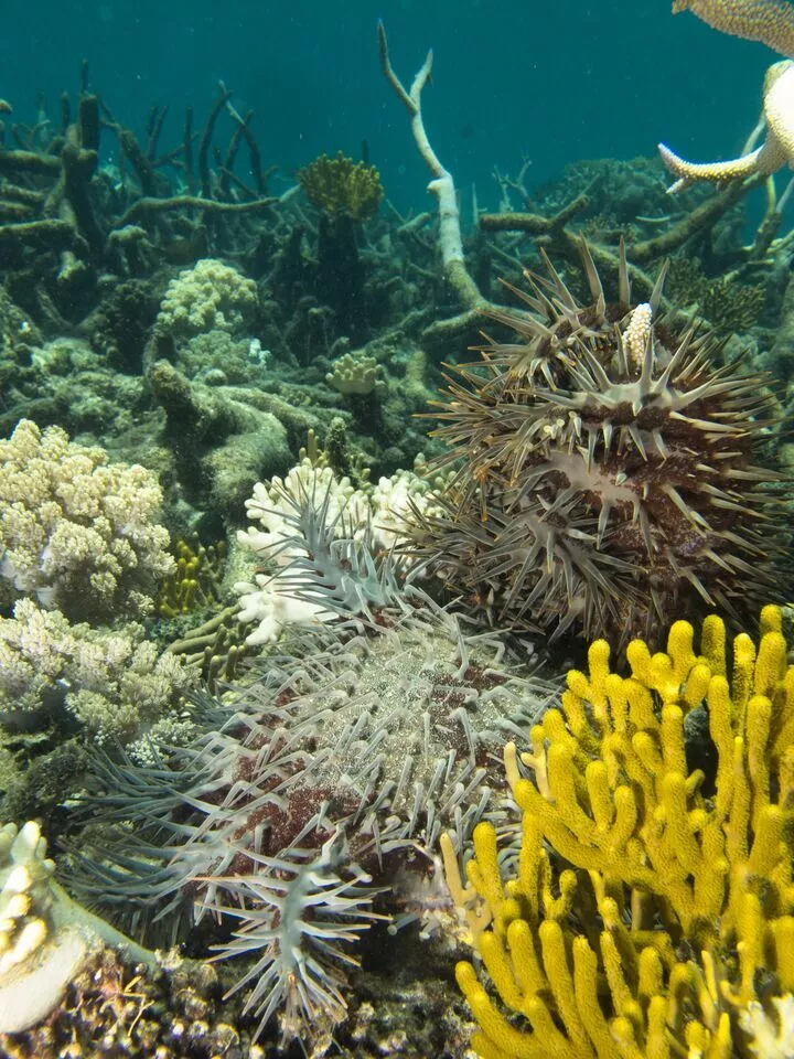 The approach to saving the Great Barrier Reef by killing off the starfish one by one is more than a drop in the ocean, but won't cure the problem itself