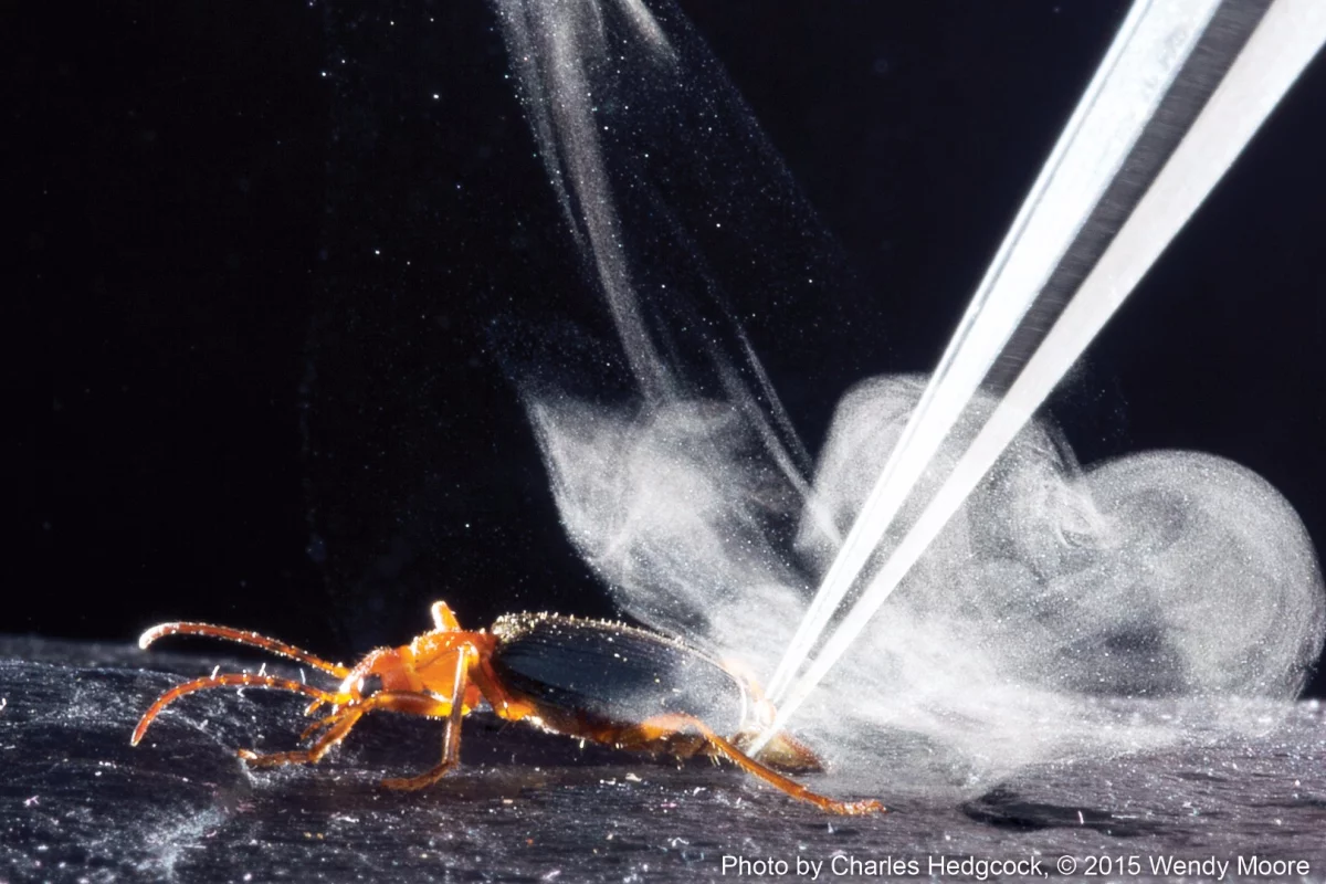 Shot of the bombardier beetle producing its distinctive defensive spray (Photo: Charles Hedgcock)