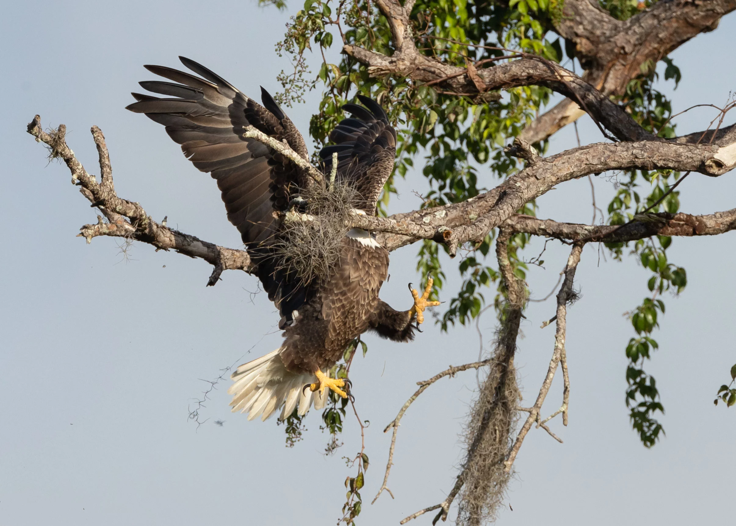 "The magnificent and graceful bald eagle" (Bald eagle, South West Florida, USA)