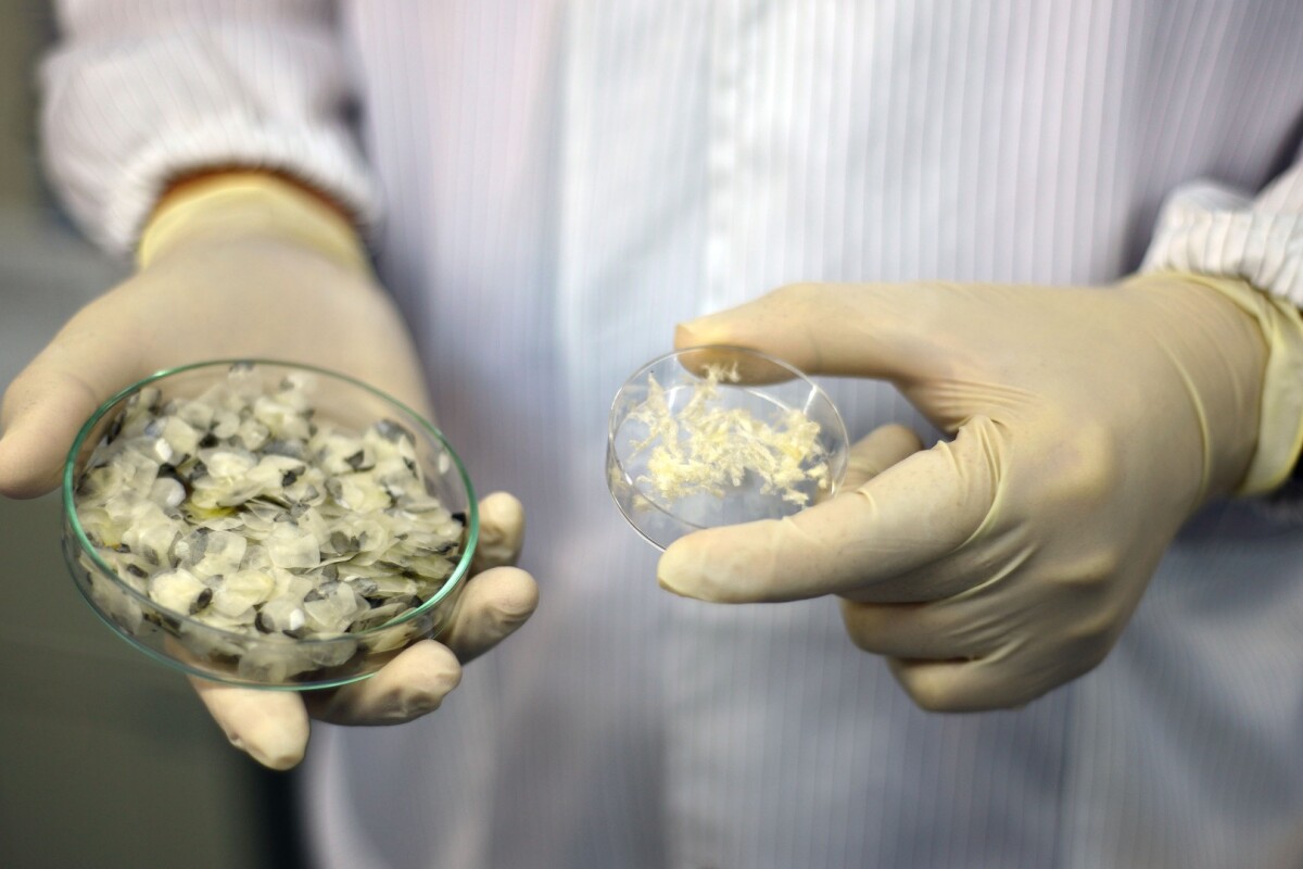 Unwanted fish scales may help heal wounds