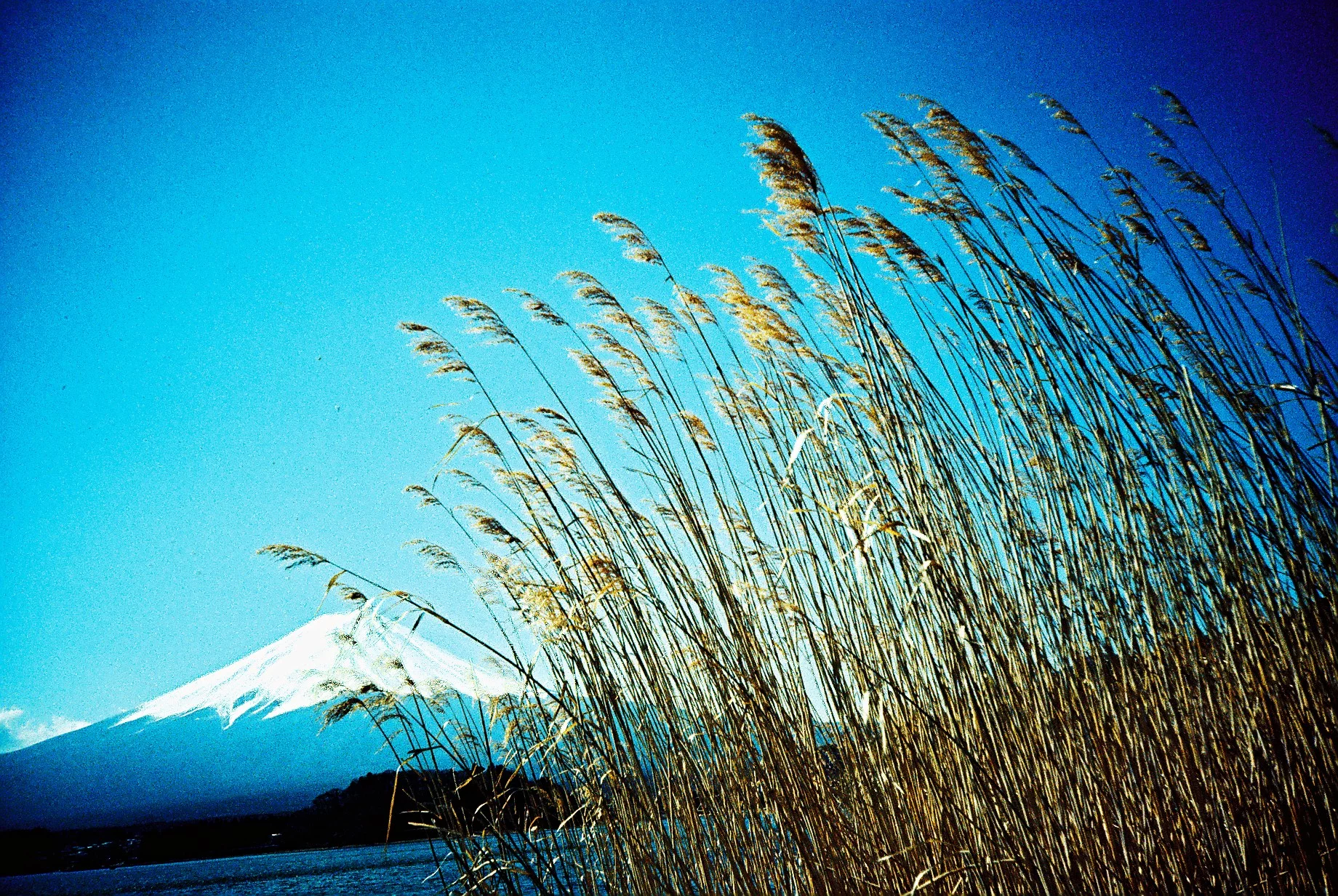 Images shot with the Lomo LC-A Minitar-1 Art Lens feature signature vignetting