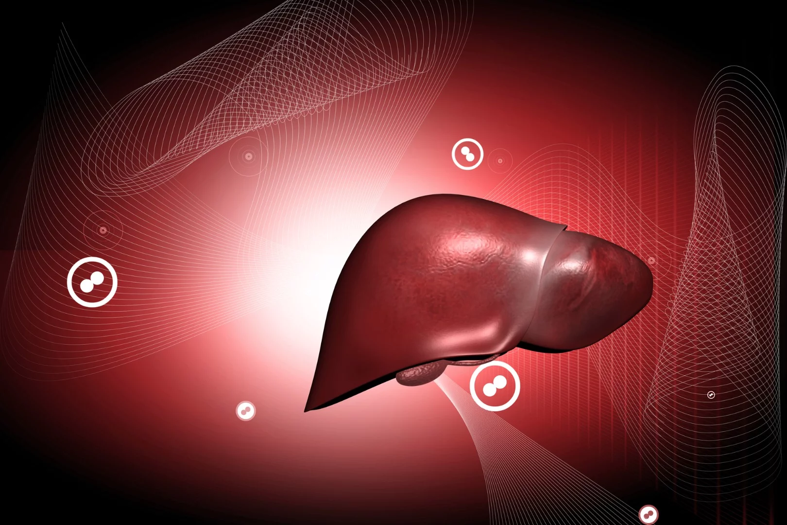The increase in liver size is due to an accumulation of ribosomes, cellular powerhouses that produce proteins