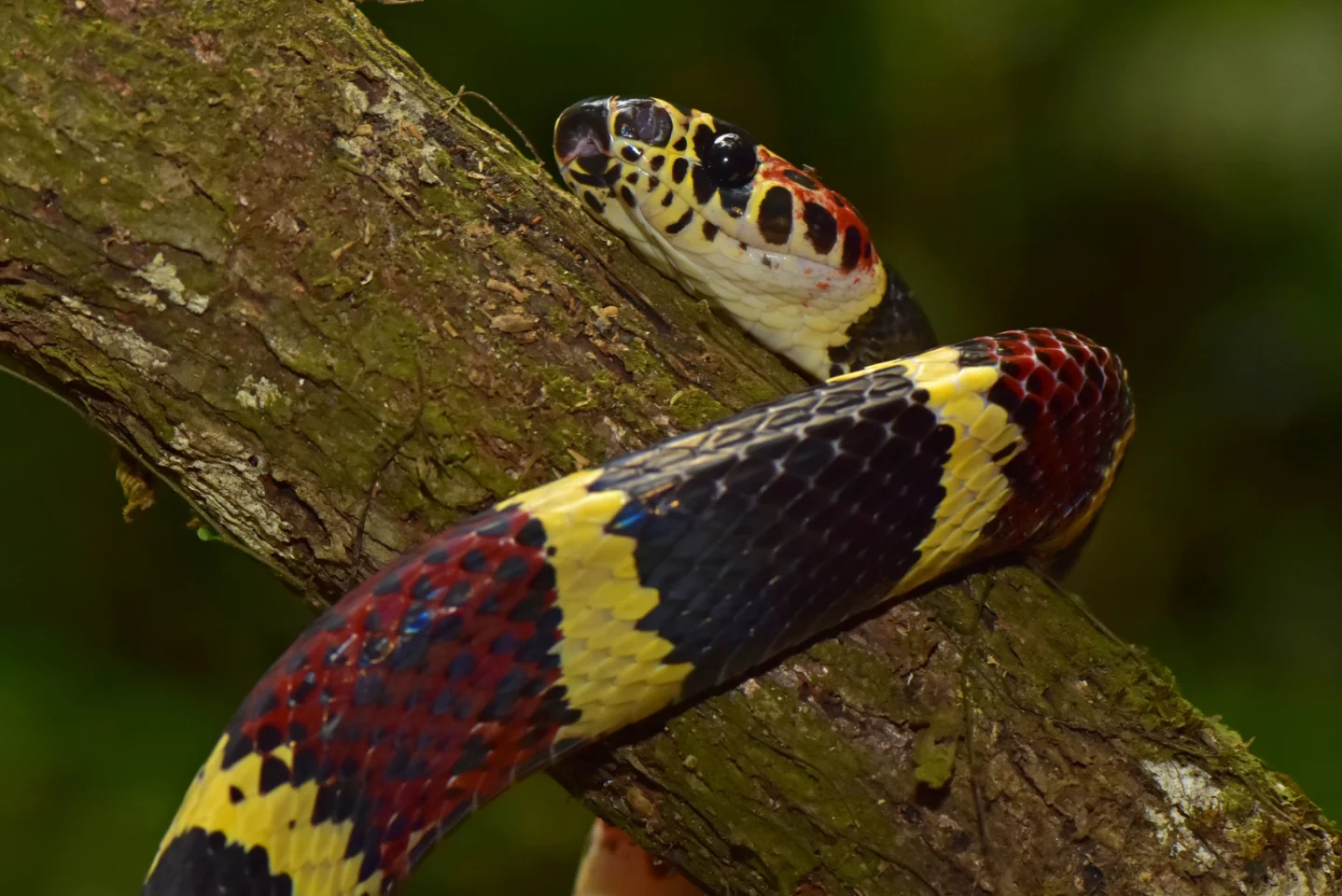 The false tree coral snake was discovered in Honduras for the first time since 1965