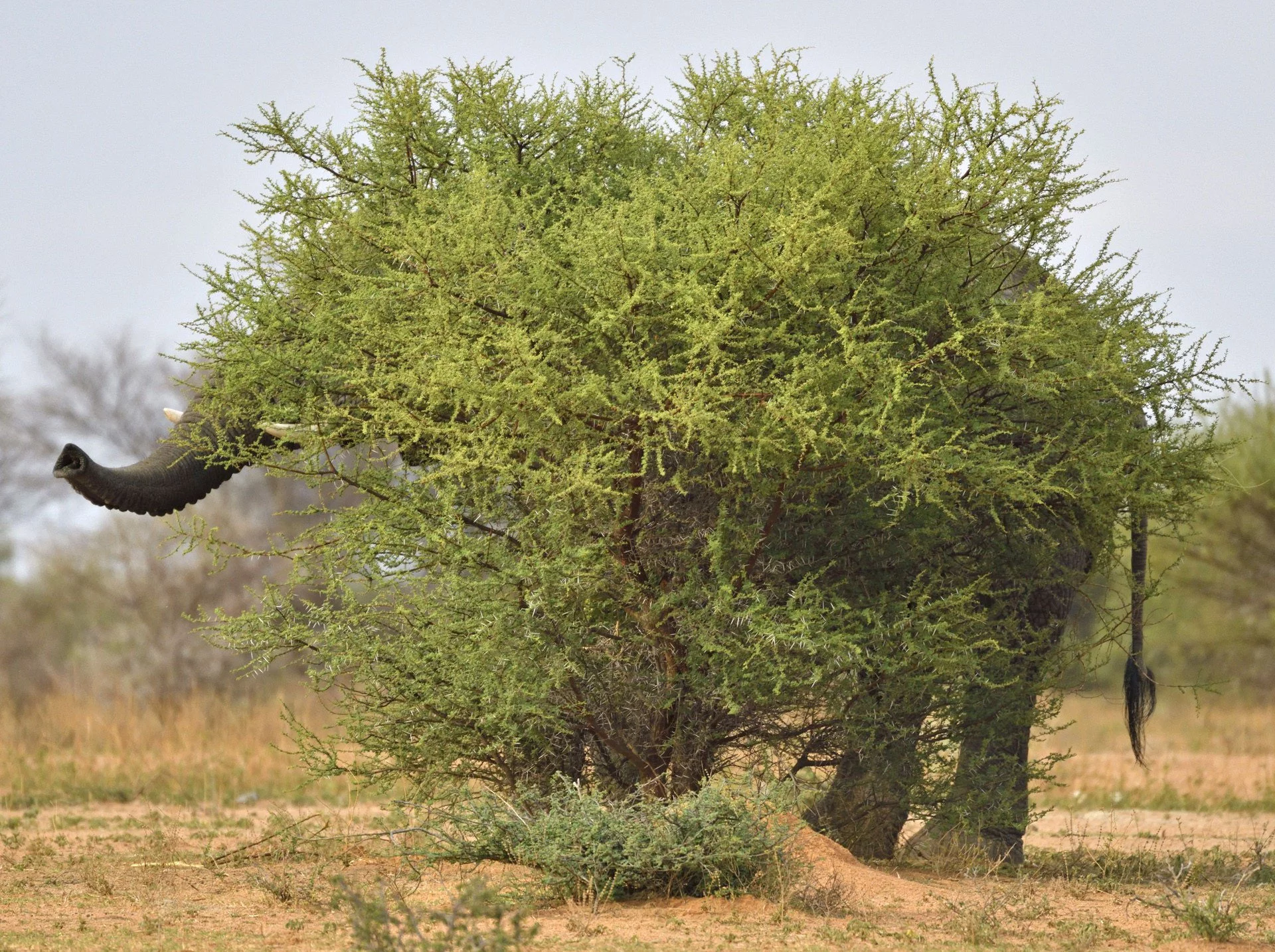 Special Mention - Animal Portraits. Marakele National Park, South Africa. The African Bush Elephant, also known as the African Savanna Elephant, prefers open savannas, forests and deserts as habitats.