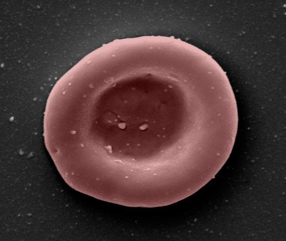 A microscope image of a red blood cell, grown in a lab