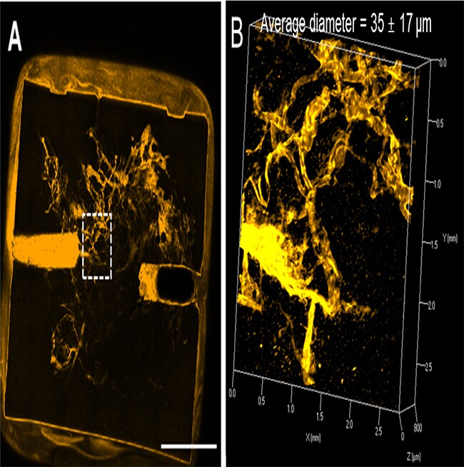 A. Microvascular network perfused with liquid B. magnification of the area in Figure A outlined in white