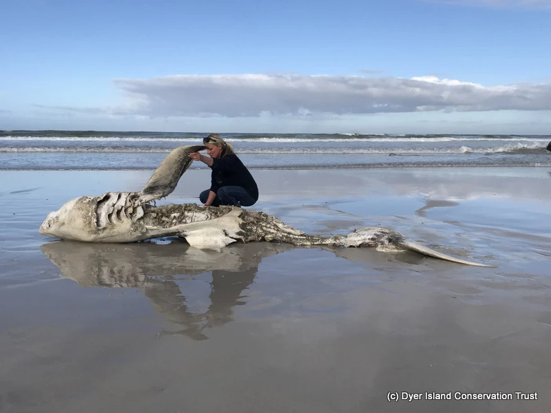 Lead scientist Alison Towner examines one of the great white shark carcasses