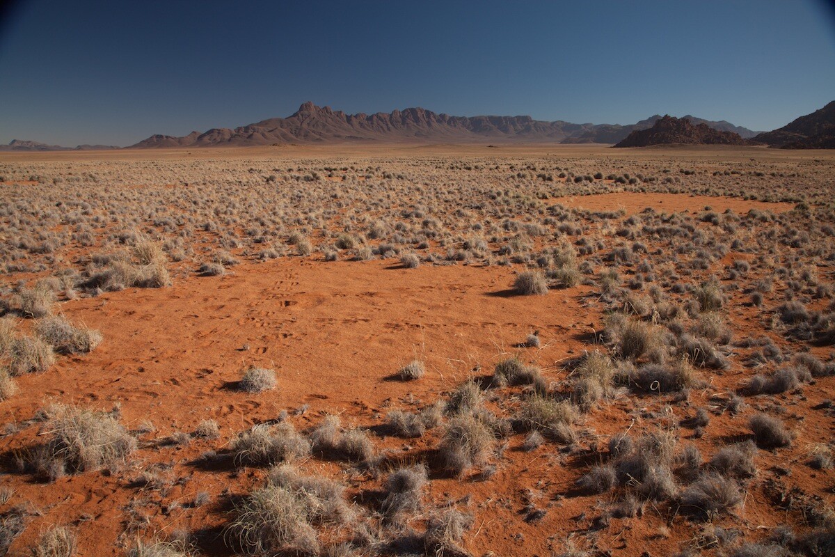 Fairy circles seem to result from the interactions between plants and termites, as both organisms compete for limited resources in the desert