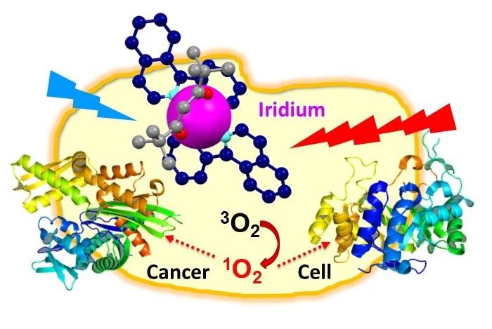 A diagram illustrating how the iridium compound kills cancer cells by turning oxygen into singlet oxygen