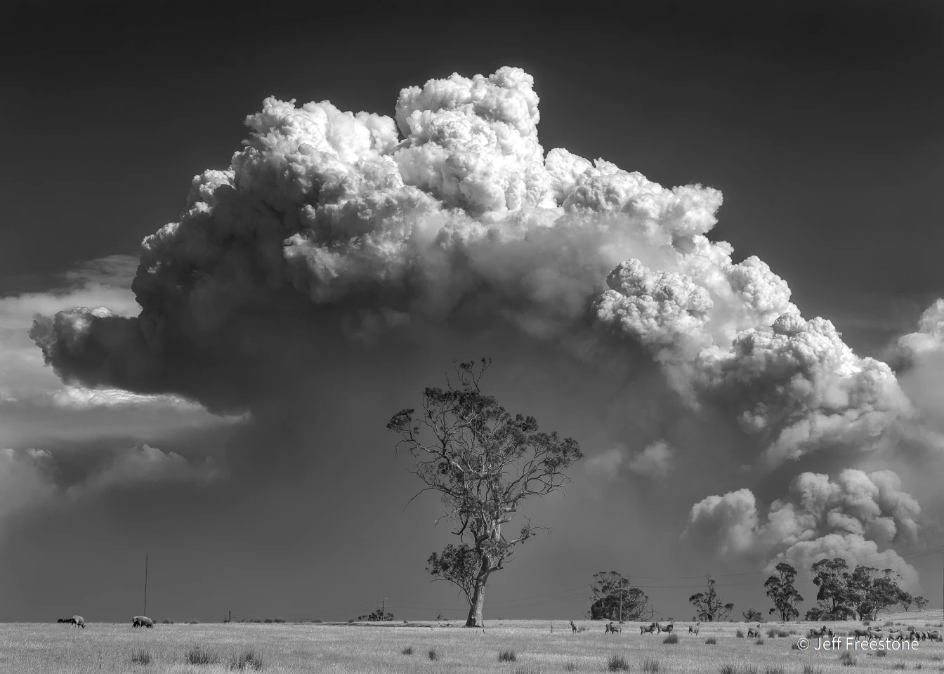 Winner - Monochrome. Incoming. Omeo, Victoria. Sony A7Riii, Sony 24–105mm f4 G OSS, 1/250, f/11, ISO 100, tripod