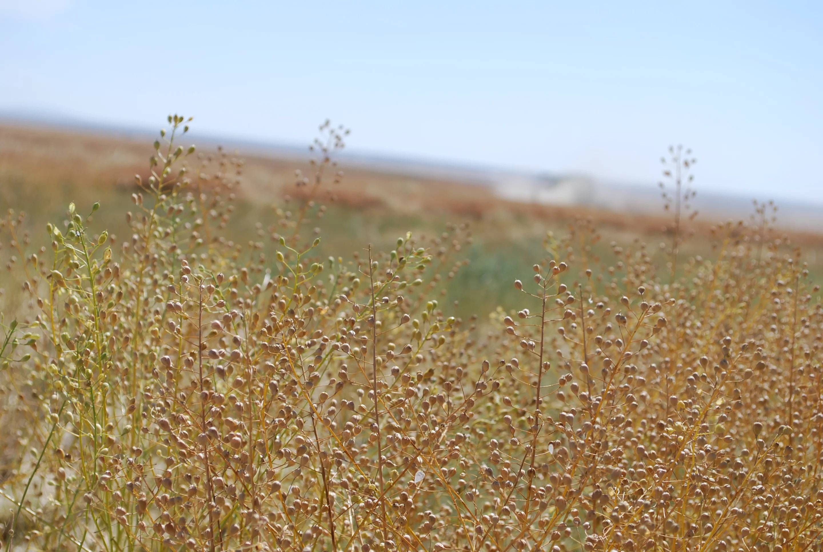 Camelina is a dedicated energy crop that grows in rotation with wheat avoiding competition with food crops