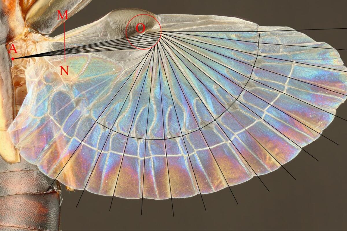 An earwig's extended hind wing, with the folding pattern overlaid on top