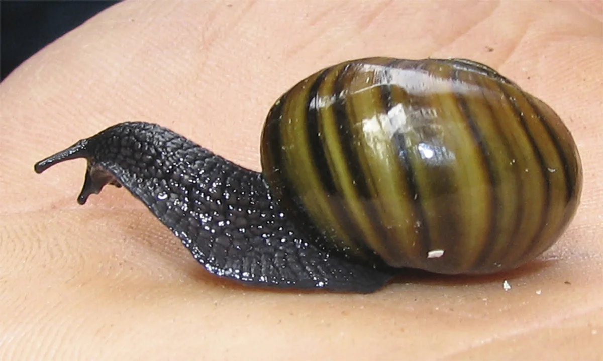 Snail Neck Rare New Zealand snail lays eggs through its neck in unique process