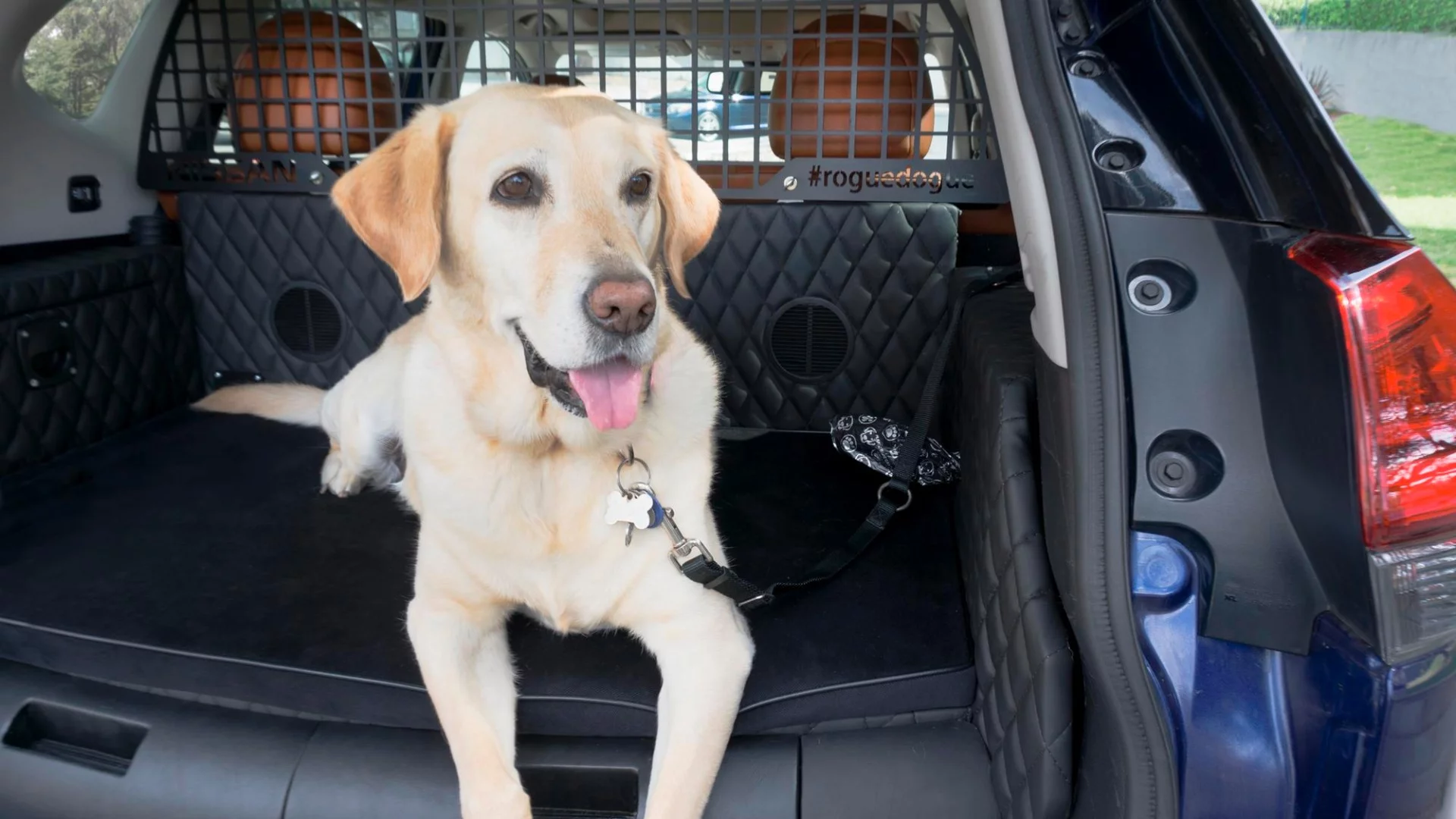 More harness clips in the rear cargo area keep Fido secure when riding in the Rogue Dogue